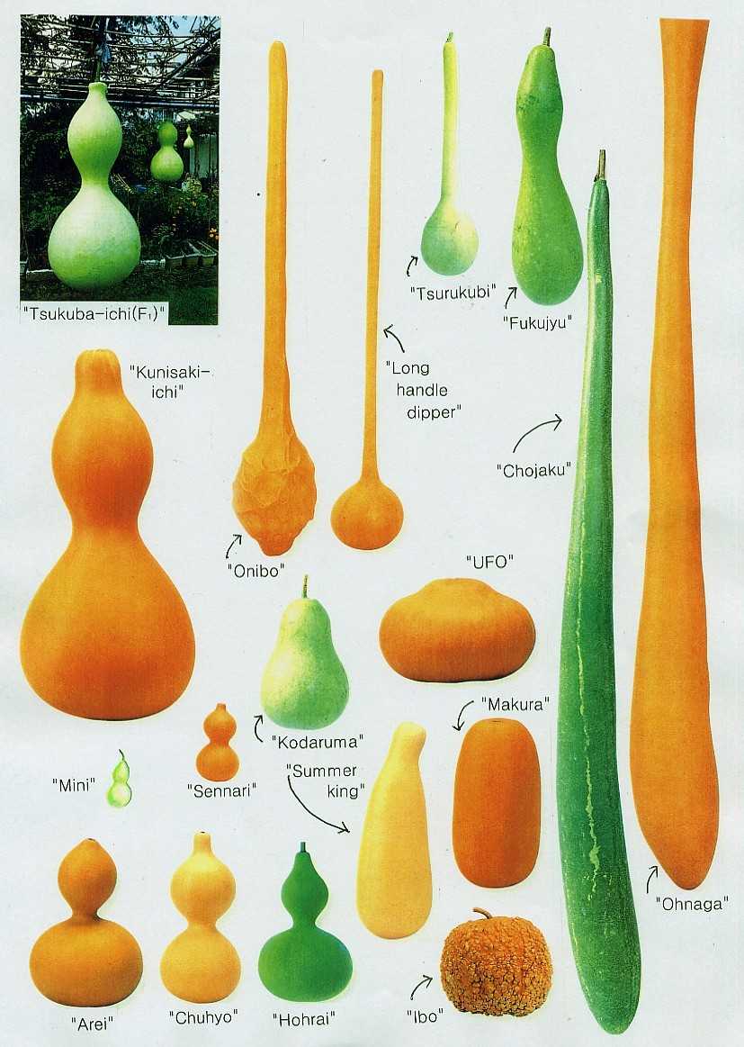 Types Of Gourds Chart