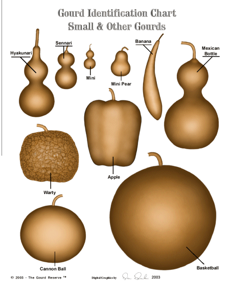 Types Of Gourds Chart