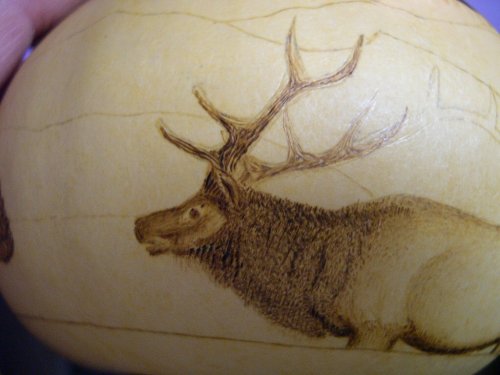 elk head & antlers