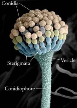 mold spores