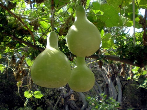 Gourd Art Image