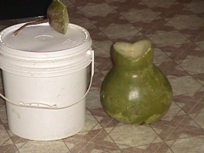 Preparing gourd for rot cleaning