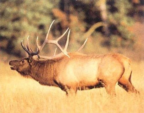 elk in field