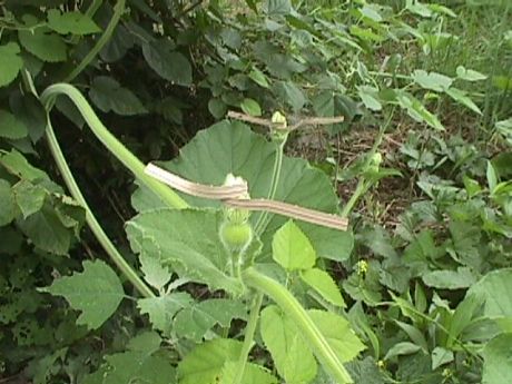 tying off gourd flowers