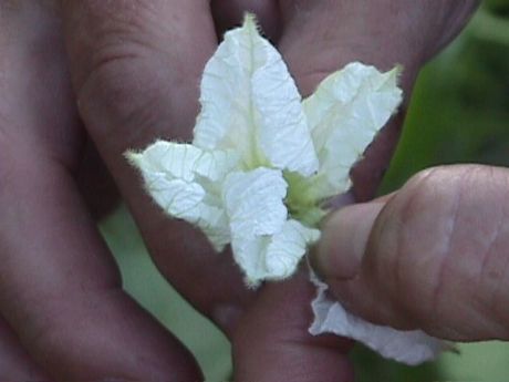 Removing Gourd flower petals