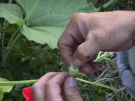 male gourd flower