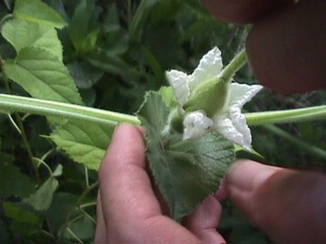 Insert male gourd flower into female