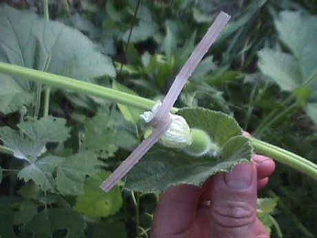 tie off the female flower