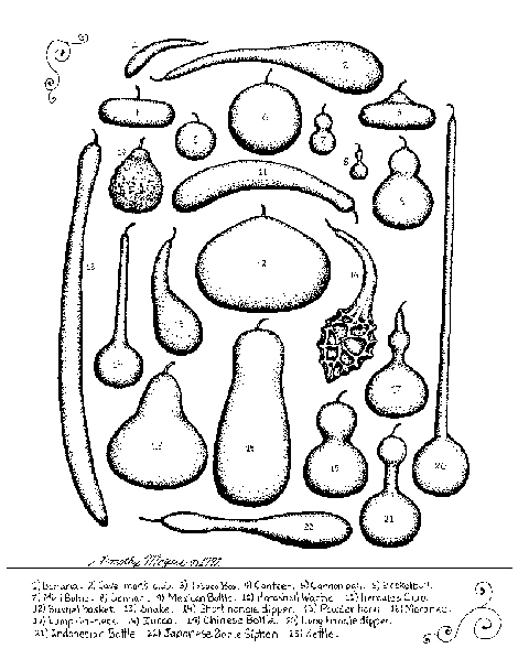 Gourd Identification Chart